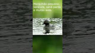 Sons da natureza Aves aquáticas aves faunabrasileira selvagens animals wildlife birds [upl. by Britteny669]