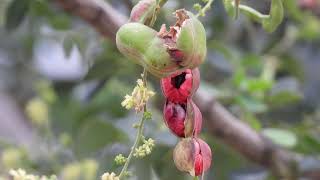 Kona Puliyanga Kodukkapuli Eating Parrot  Pithecellobium Dulce  Closeup View Manila Tamarind [upl. by Oirottiv]