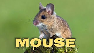 Mouse sounds for cats mice squeaking [upl. by Siddra]