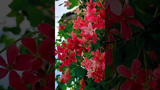 How to Grow Rangoon Creeper Madhumalti gardening terracegarden flower rangooncreeper [upl. by Ajiat]