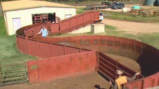 Cattle Handling  Facilities [upl. by Cenac]