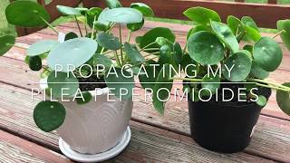 Pilea Peperomioides  Propagation amp Repotting [upl. by Lleuqram]