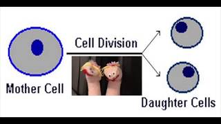 Biology MitosisCell Division Song BY CHLOE AND JULIA [upl. by Vivyanne594]