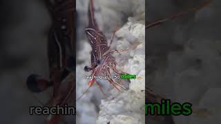 mantis shrimp’s punch fact short facts [upl. by Leiru]