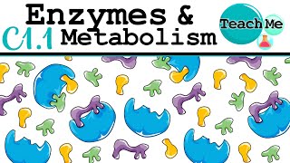 C11  Enzymes amp Metabolism  IB Biology SLHL [upl. by Onaireves]