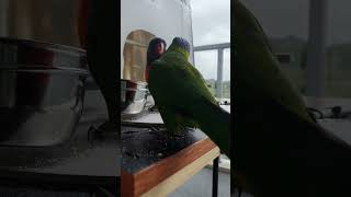 Australia Rainbow Lorikeets in our balcony Campbelltown [upl. by Lemcke962]