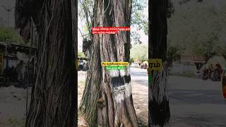 சீமை கருவேல் Save plants till life Prosopis juliflora explorenaturesworldshortvideo [upl. by Knorring778]