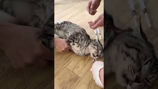 Needles are bad😭😭😭 funny funnypetsmoments funnypet funnyshorts cat funnypet [upl. by Menedez]