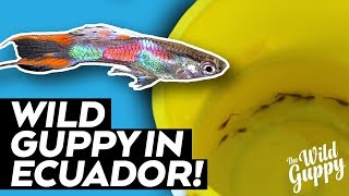 Catching Wild Guppies in Ecuador [upl. by Ambler]