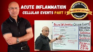 Acute Inflammation Cellular Events  Margination  Immunology  Part 1 [upl. by Ateikan494]