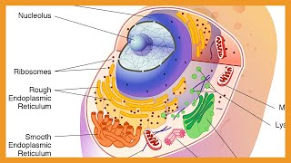 Cell Biology  Organelles [upl. by Lucius]