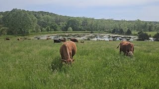 Check Out This Grass Prepping to head up to Greg Judys grazing school with Ian Mitchell Innes [upl. by Adnuhsor]