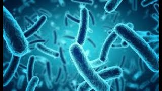 Epidemiological Characteristics of Carbapenem Resistant Escherichia coli Clinically Isolated from a [upl. by Ietta]