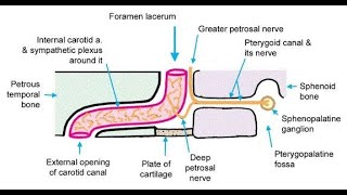 Structures that pass through the Foramen lacerum [upl. by Burnley]