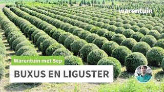 Tips voor de Buxus Ilex en Liguster [upl. by Nixie]