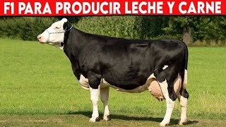 🔴 F1 Ganado Para Producir LECHE y CARNE ✅ Vacas Lecheras Doble Propósito [upl. by Imit]