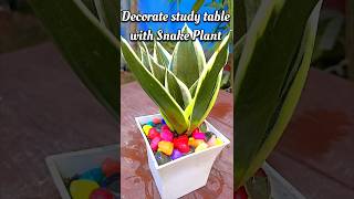 Snake Plant Grow In Mini Pots snakeplant indoorplants plants [upl. by Aikenat]