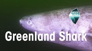 UNDER THE POLE Education • Greenland Shark [upl. by Jessi]