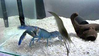 Cherax destructor VS Kamkam [upl. by Rabah859]