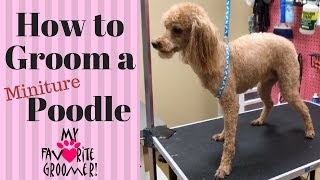 How To Groom A Poodle [upl. by Hull]