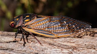 Cicadas on a tree 🫣 Australian Wildlife nature australia [upl. by Hpeseoj48]