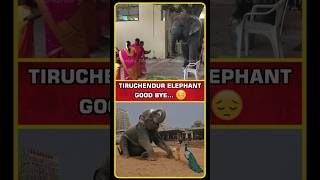 Tiruchendur Elephant Issue  Tiruchendur Murugan Temple  Tiruchendur Elephant News  shorts [upl. by Oer]