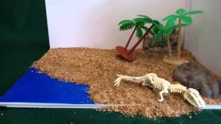 Fossilization Process stop motion [upl. by Hake]