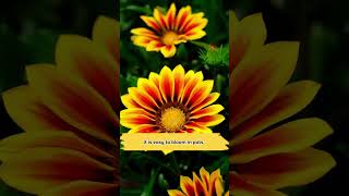 Gazania Rigens Treasure Flower Seeds [upl. by Merrily]