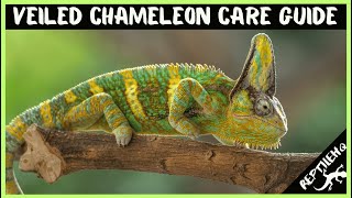 Veiled Chameleon Care Guide For Chameleon Pet Owners [upl. by Hermione877]