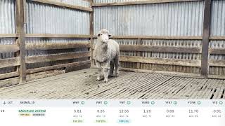 Baderloo 2024 Ram Sale Lot 18 Tag 230092 [upl. by Nella]