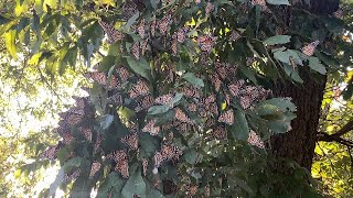 Monarch Butterfly Migration and Miscellaneous Butterflies and One Measly Moth [upl. by Lind1]