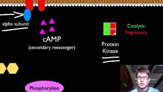 Signal Transduction Pathways [upl. by Gal]