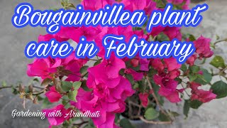 Bougainvillea plant care in February 🌿 gardening bougainvillea flowers [upl. by Annadiana]