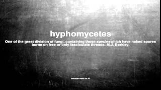 What does hyphomycetes mean [upl. by Sirama44]