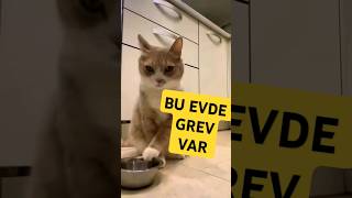 KEDİLER GREVDE [upl. by Linneman]