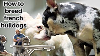 HOW TO BREED FRENCH BULLDOGS FOR THE 1ST TIME WITH FRENCHIE EXPERT  Georgia Elite Frenchies [upl. by Gleda892]