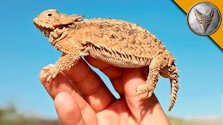 Lizard Covered in SPIKES [upl. by Laurens]