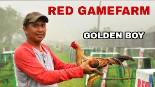 THE GOLDEN BOY RED GAMEFARM [upl. by Leunas294]