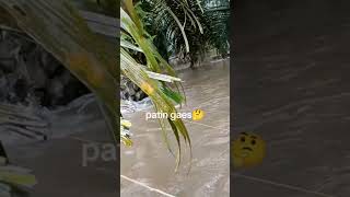 Banjir menjadi berkah [upl. by Aihpled]