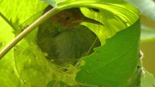 Ashy Tailorbird building a nest by JiaWei Woo [upl. by Edithe]