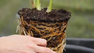 Hemerocallis Daylily  splitting plants [upl. by Artim]