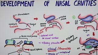 Development Of Nasal Cavities  Embryology [upl. by Wendalyn]