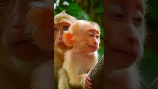 Whats Wrong With Luno Baby Monkey Sad Baby Monkey monkey shorts animals [upl. by Clarette912]