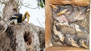 Watch Rare Video Hornbill Bird Nesting  Jungle Clips [upl. by Marrin693]