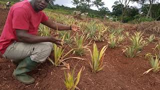 Nouvelle technique de planting de lananas sur butte  Les merveilles de lagriculture paysanne [upl. by Atisusej]