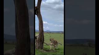 Lion Stalking Baboon 🐅🐒 goviral wildlife junglesafari southafrica india [upl. by Farwell]