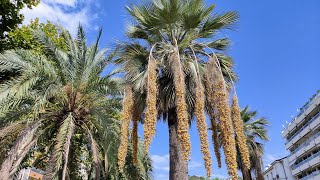 Blue Hesper Palm Brahea armata  one of the sweetest Palm Fruits [upl. by Ellenej]