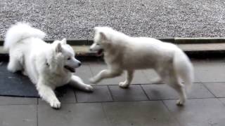 Samoyeds play and jump Young Samoyed male with female puppy [upl. by Marthe93]