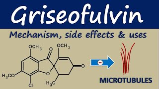 Griseofulvin  Mechanism side effects and clinical uses [upl. by Ashbaugh232]