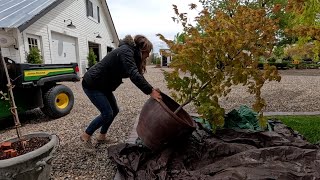 Repotting a Big Japanese Maple Transplanting 3 Evergreens amp Planting Sedum 🍁🌲🪴 [upl. by Inalej]